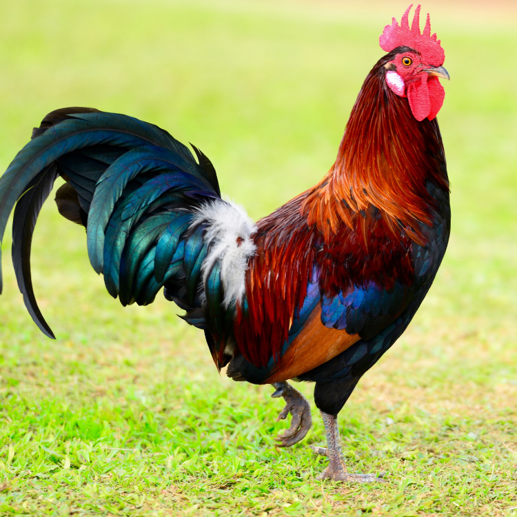 Chicken Rooster (Desi) - Image 3