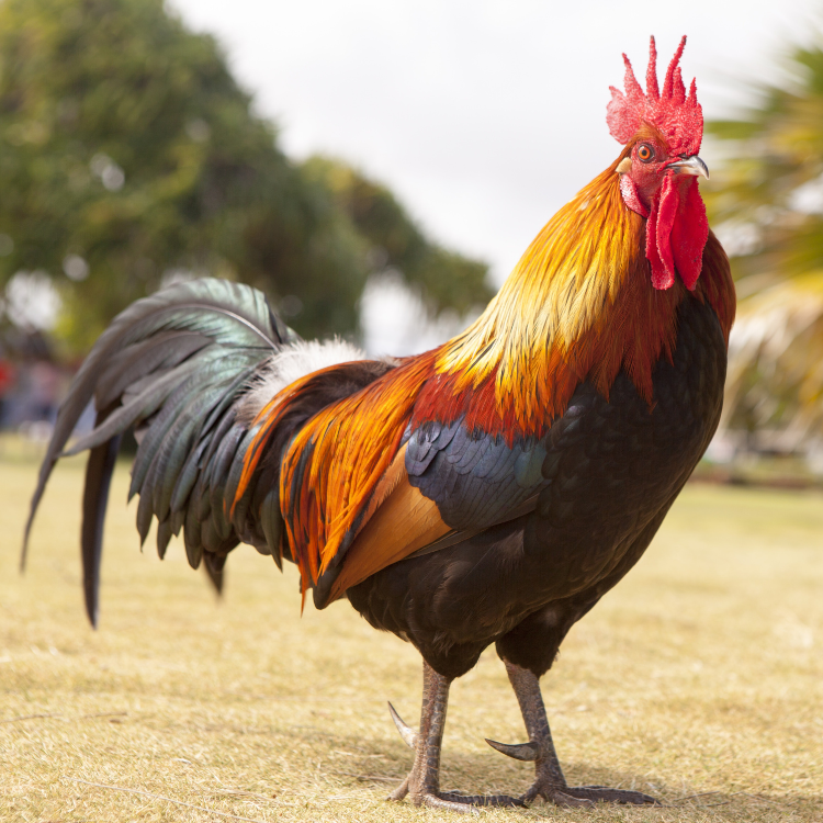 Chicken Rooster (Desi) - Image 2