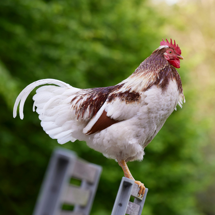 Chicken Rooster (Desi)